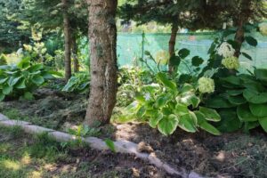 IMG_20230720_085201